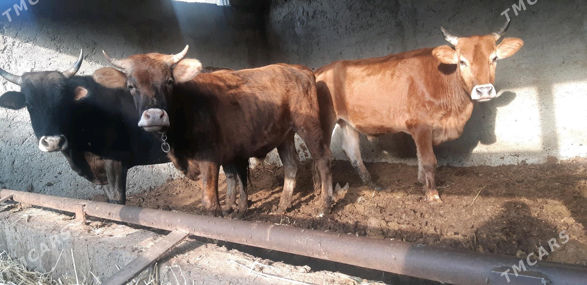 semiz okuzler - Çoganly - img 1