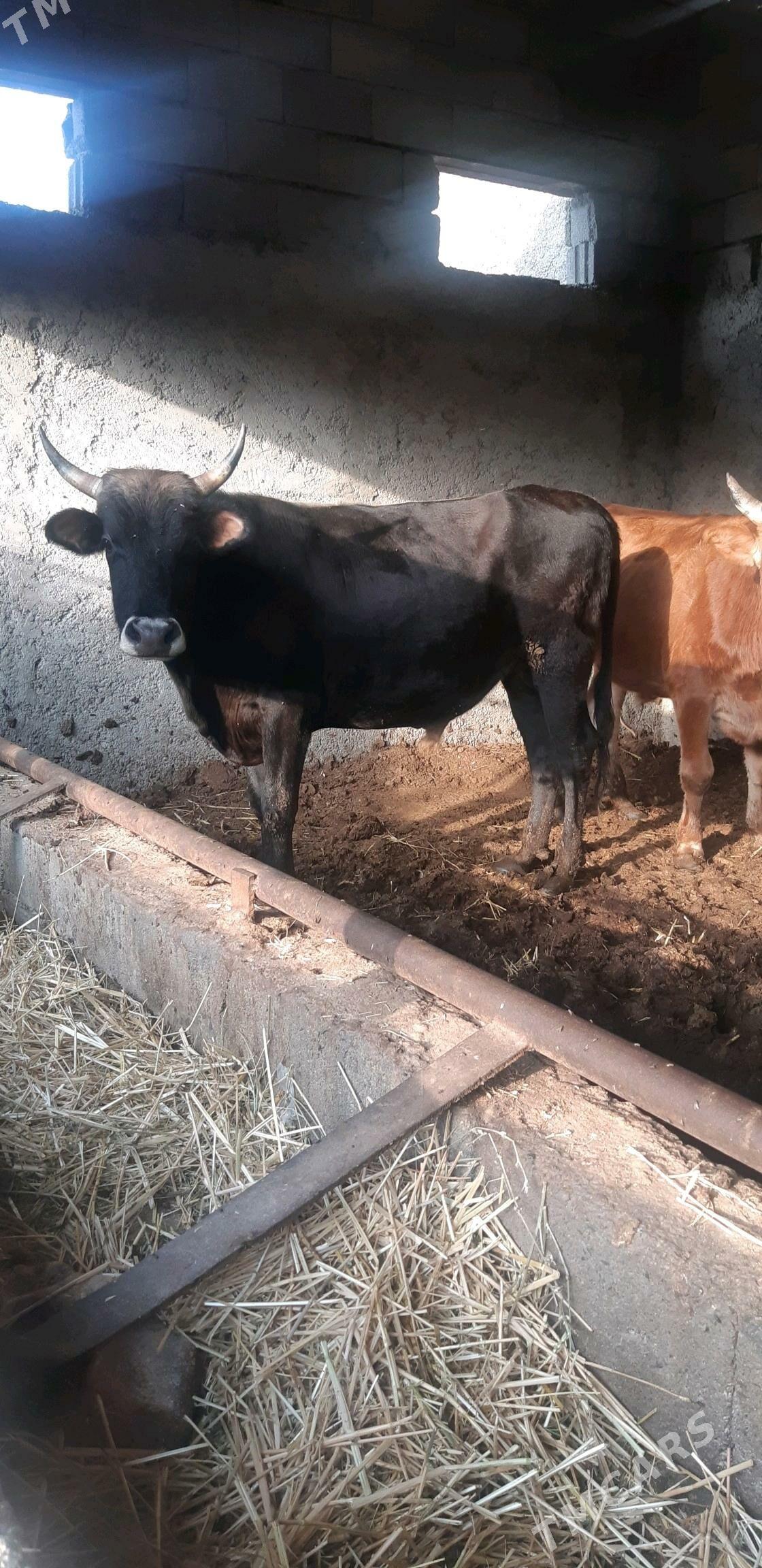 semiz okuzler - Çoganly - img 2