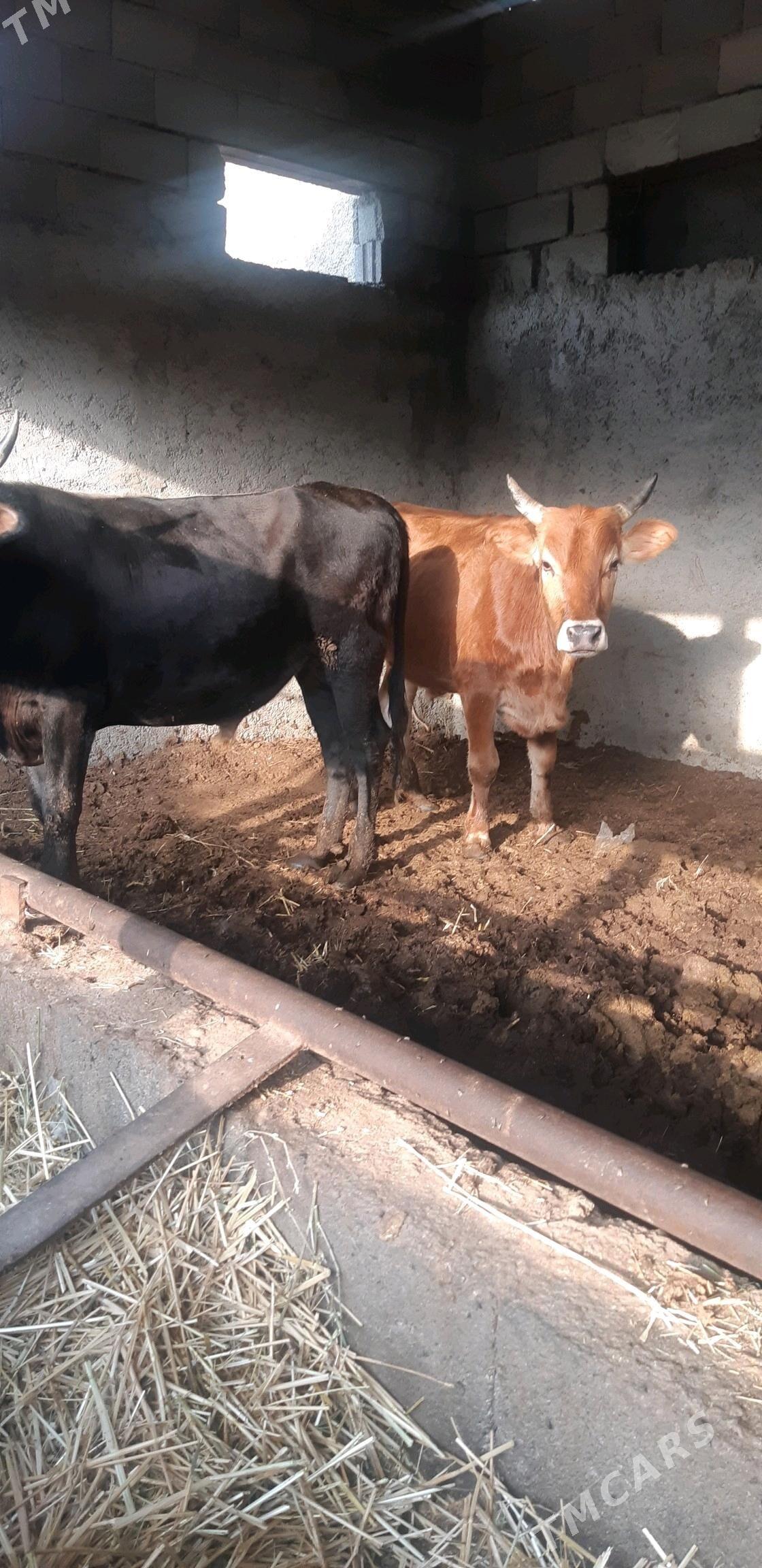 semiz okuzler - Çoganly - img 3