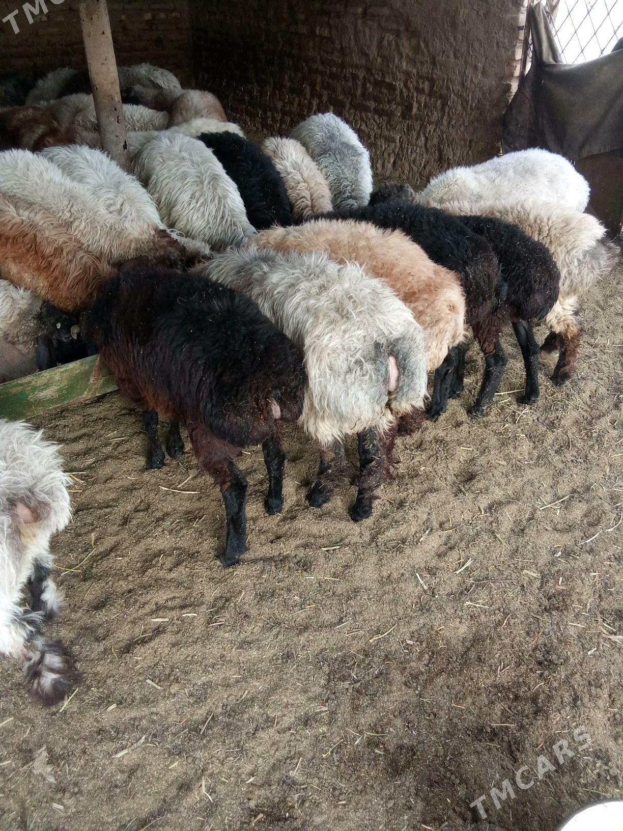 tokly - Babadaýhan - img 1