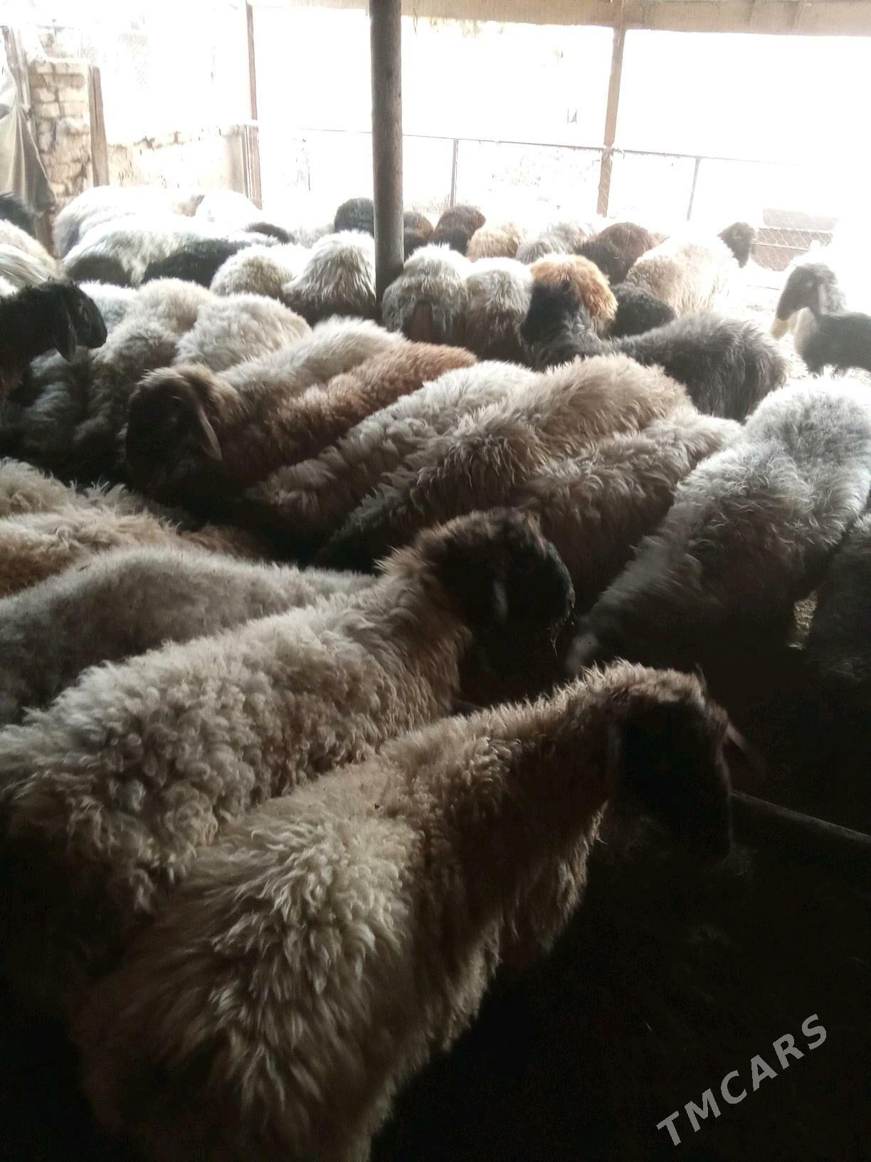 tokly - Babadaýhan - img 3