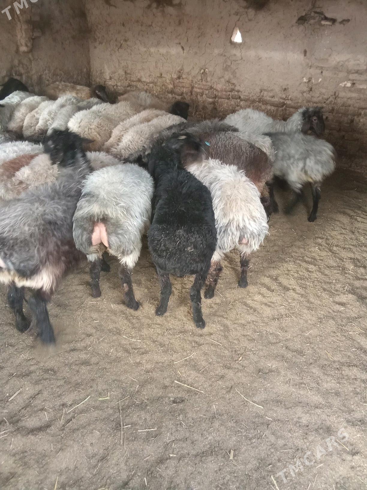 tokly - Babadaýhan - img 4