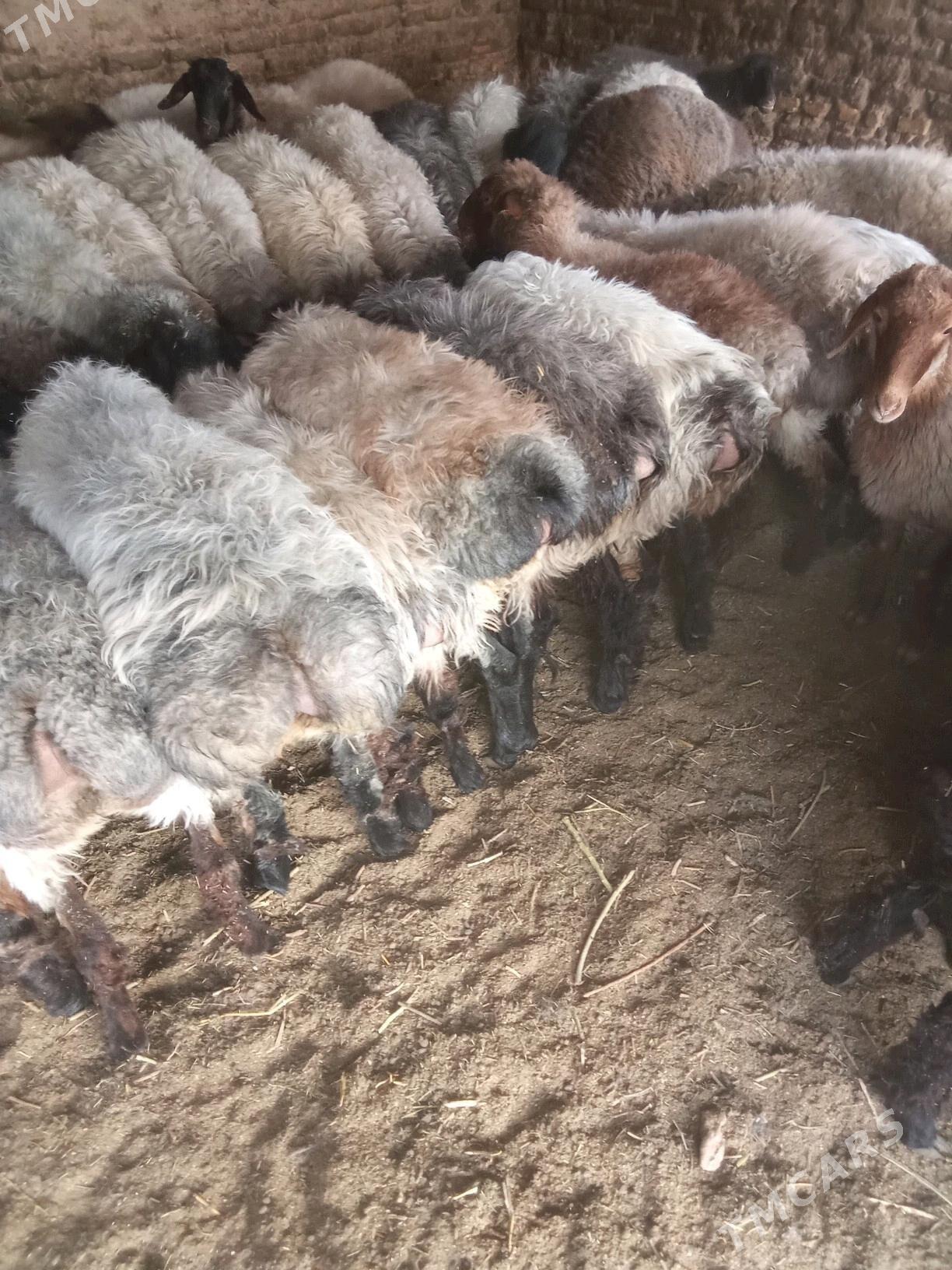 tokly - Babadaýhan - img 2