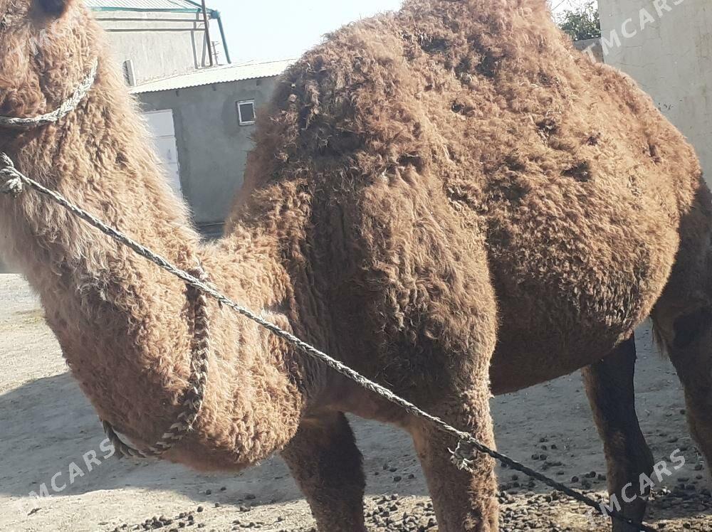 Torumly dùýe - Bäherden - img 2