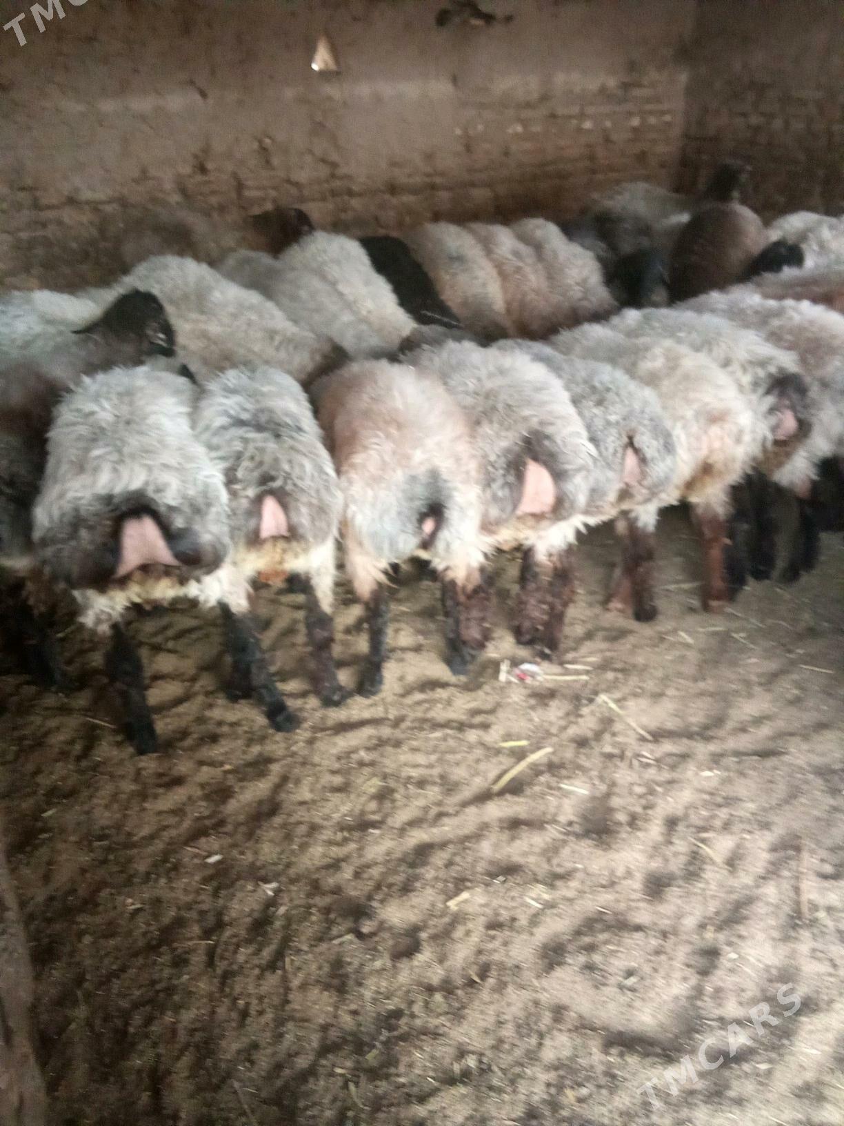 tokly - Babadaýhan - img 5