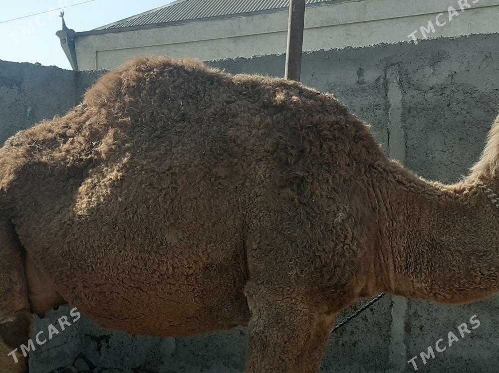 Torumly dùýe - Bäherden - img 3