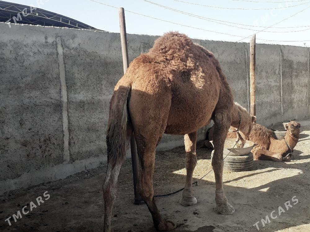 Torumly dùýe - Bäherden - img 4