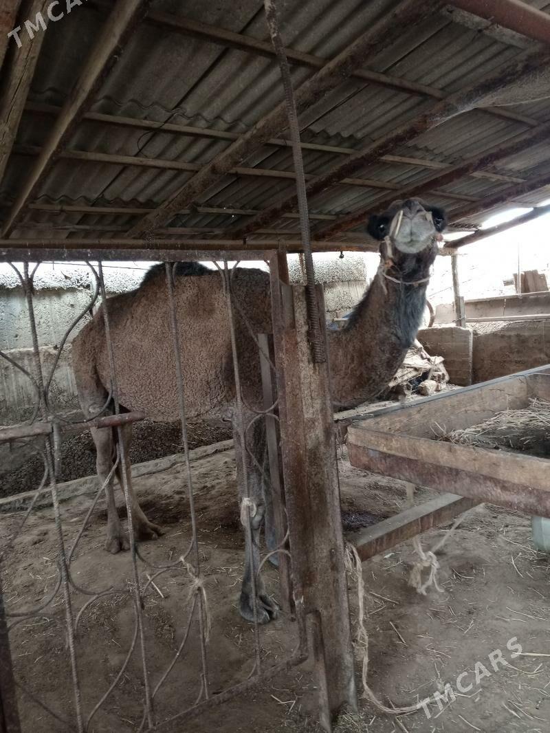 et janly duye - Бузмеин ГРЭС - img 3