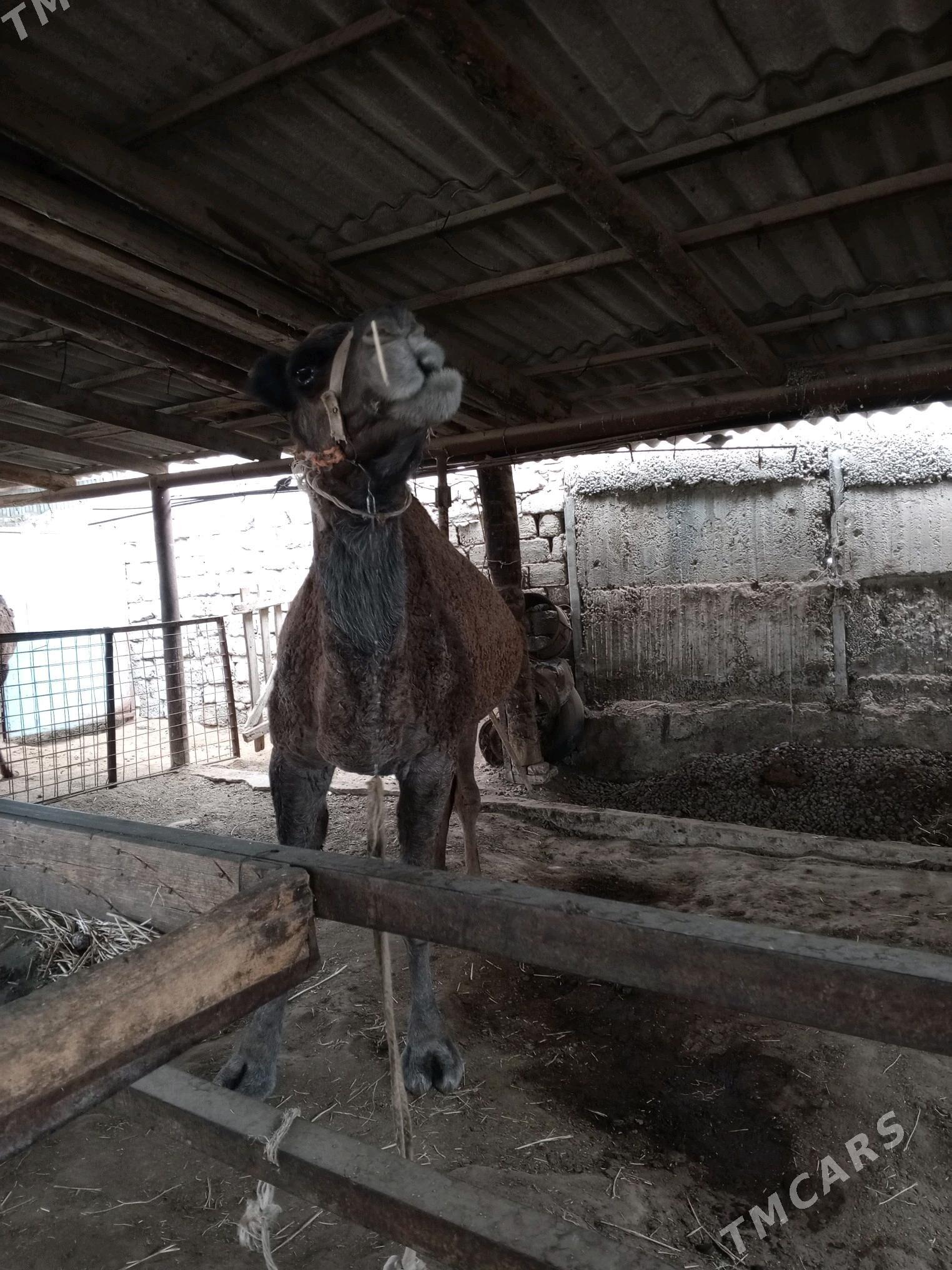 et janly duye - Бузмеин ГРЭС - img 2