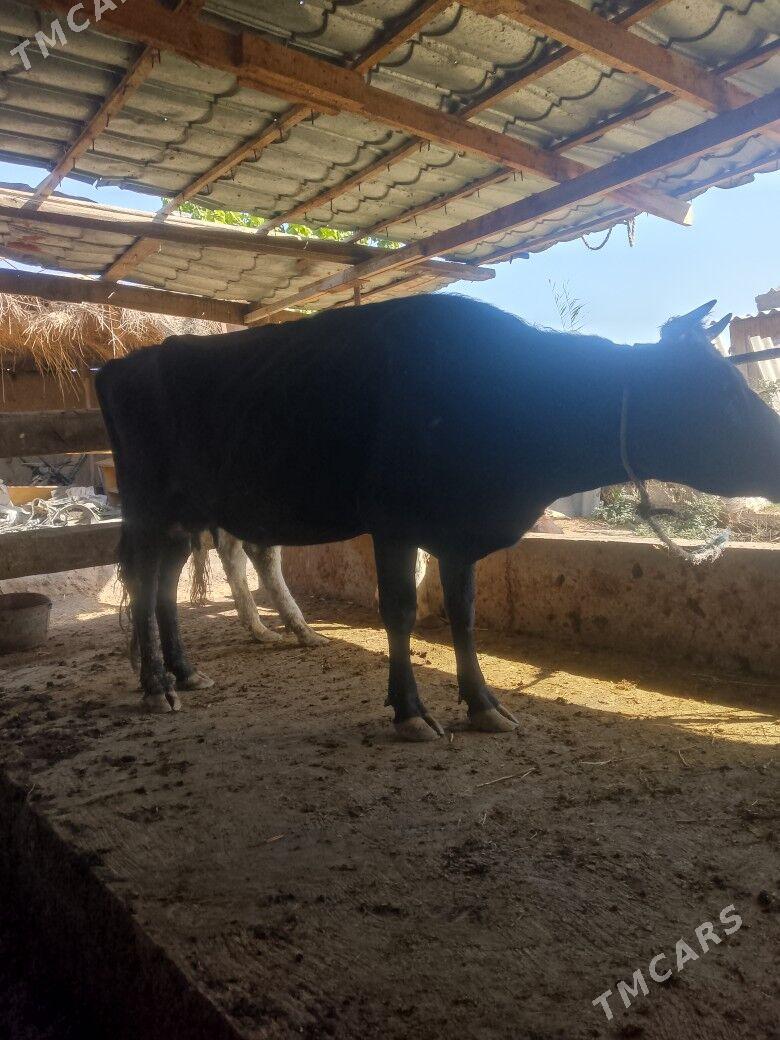 cornypyostyr goleli sygyr - Türkmenabat - img 2