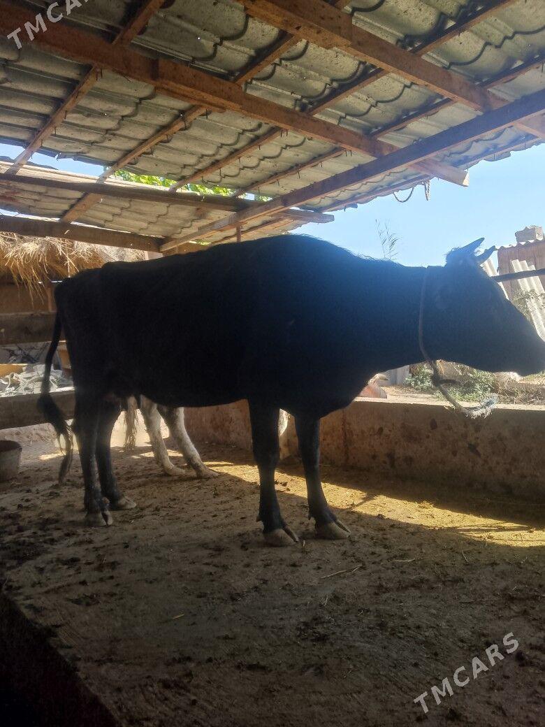 cornypyostyr goleli sygyr - Türkmenabat - img 1