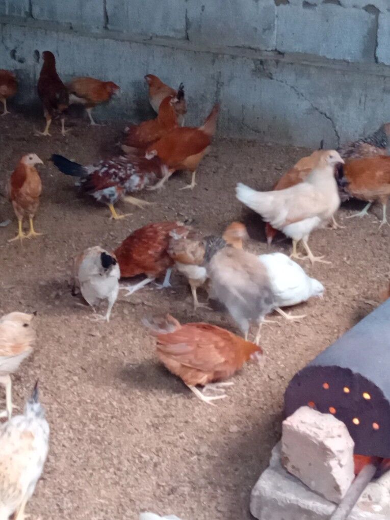 towuk jüje - Gökdepe - img 4