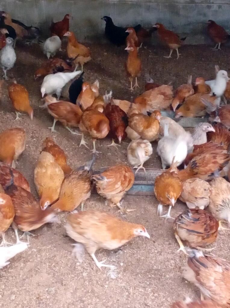 towuk jüje - Gökdepe - img 5