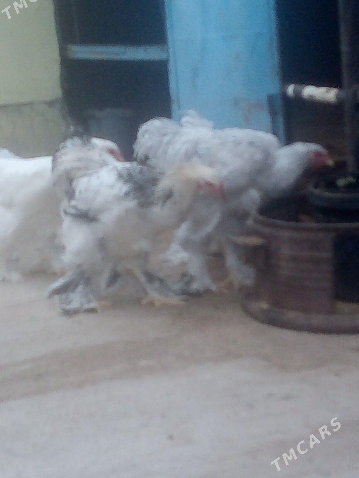 Arzan tohum 7aylyk - Ашхабад - img 2