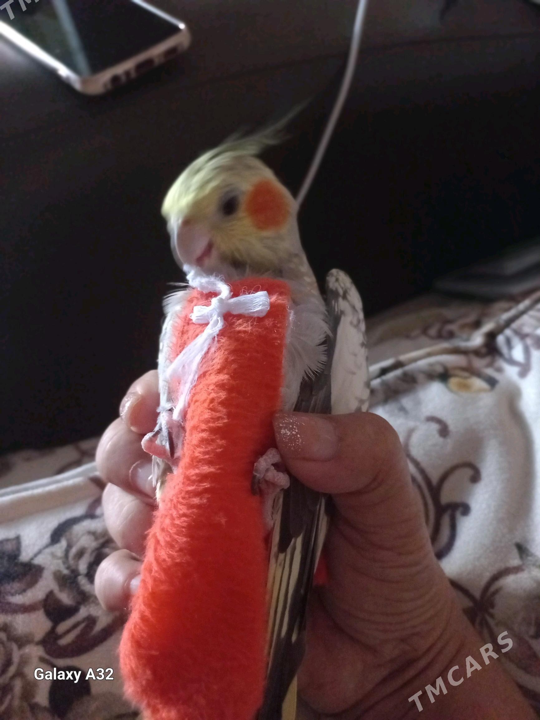 папугай маленький большие - Türkmenbaşy - img 3