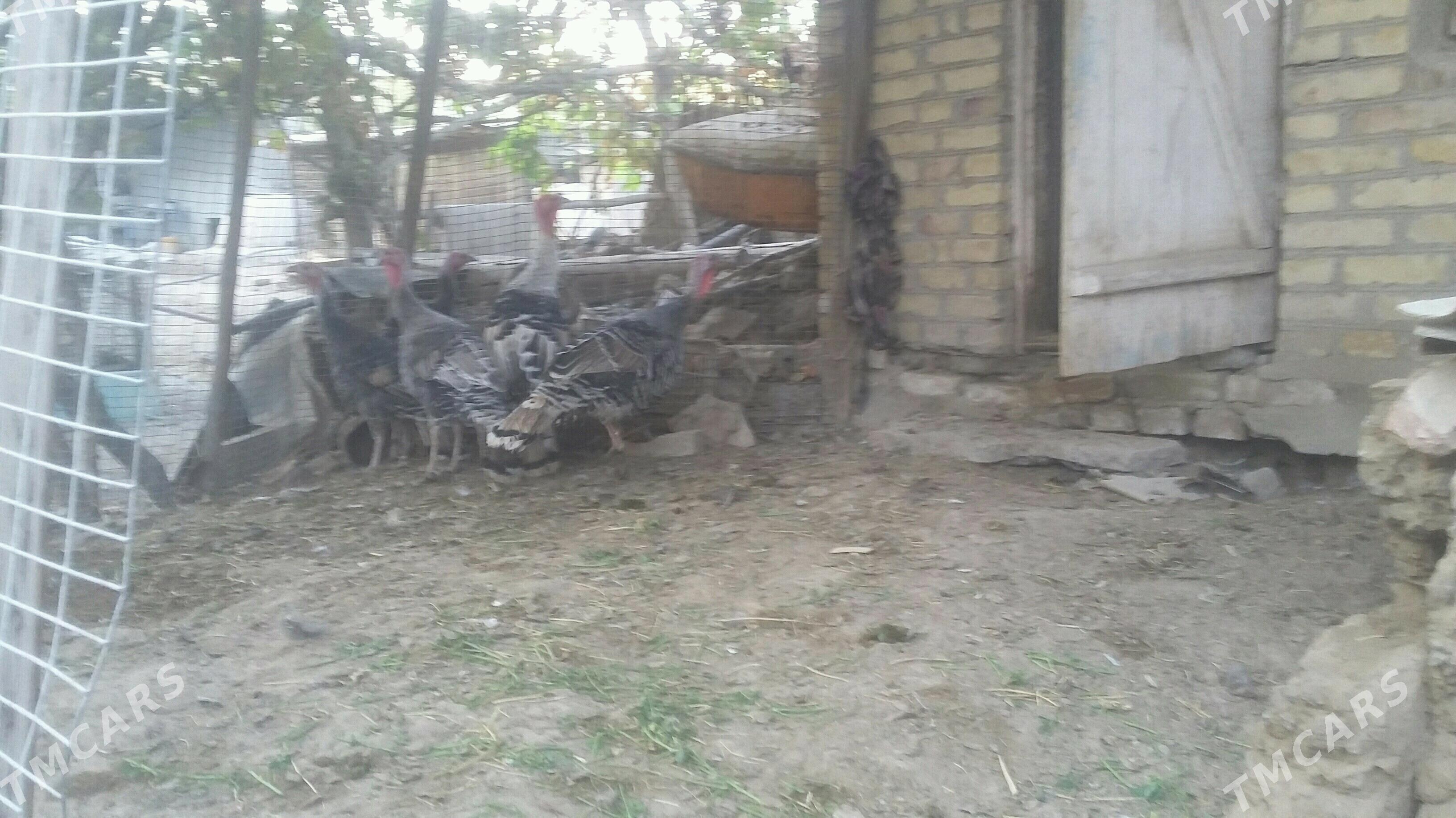 induk - Saýat - img 1