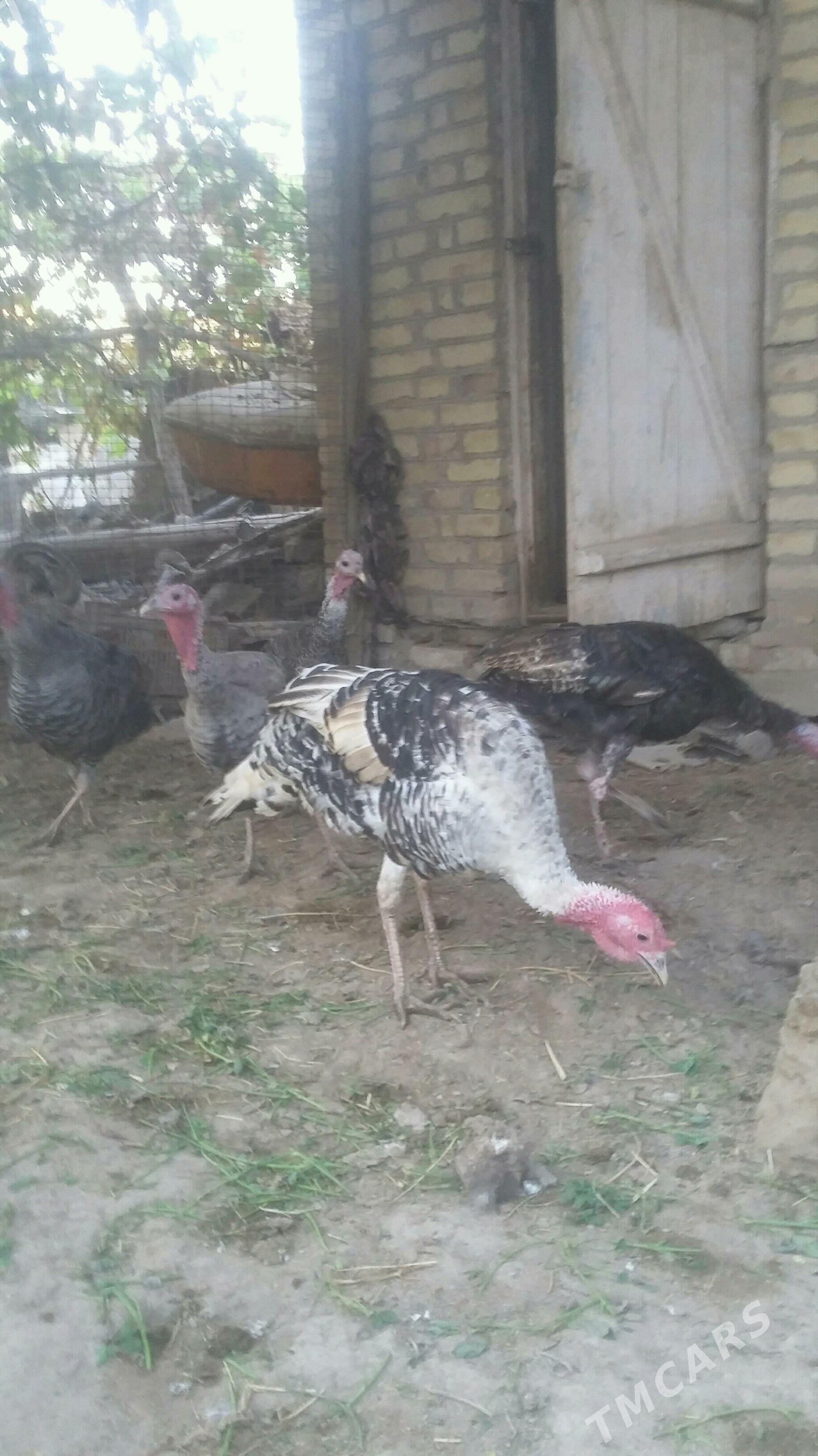 induk - Saýat - img 2