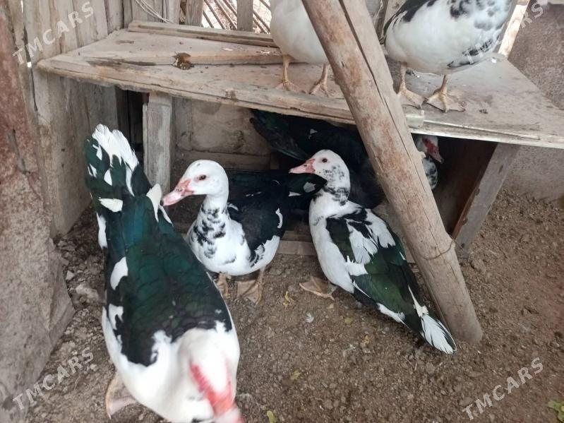 muskus - Türkmenabat - img 5