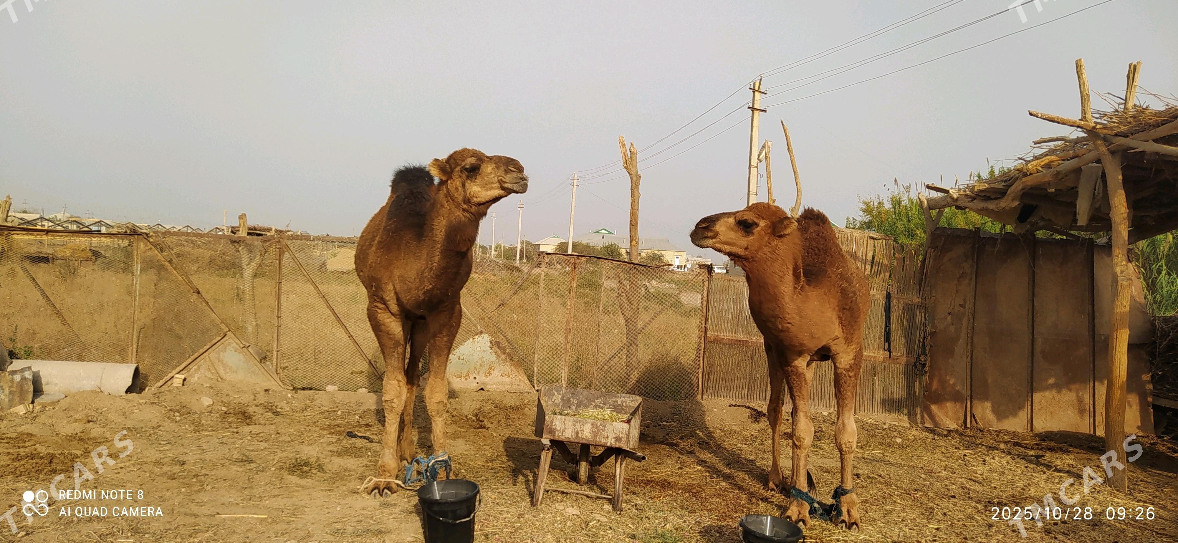 owşuk - Babadaýhan - img 2