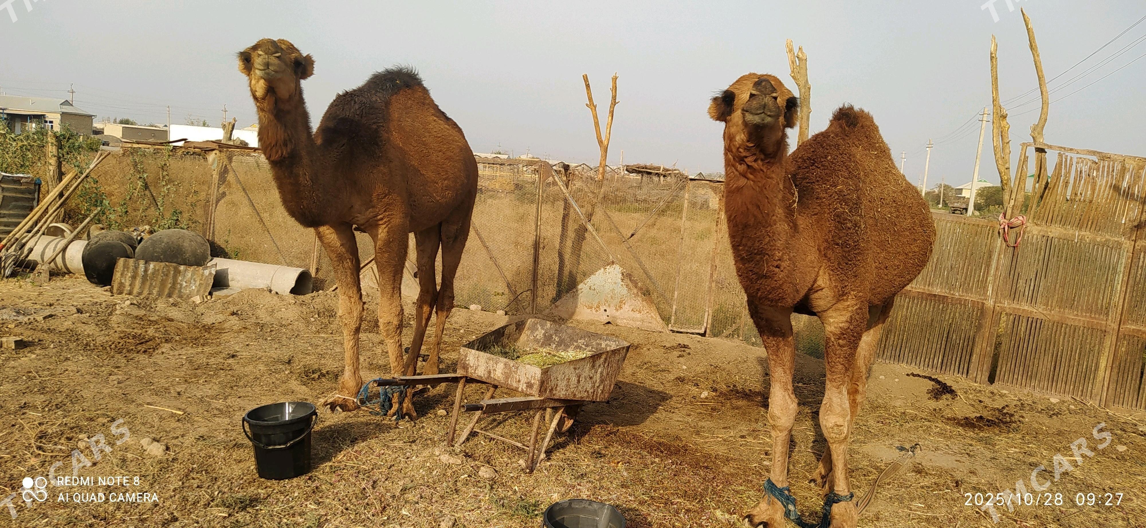 owşuk - Babadaýhan - img 3