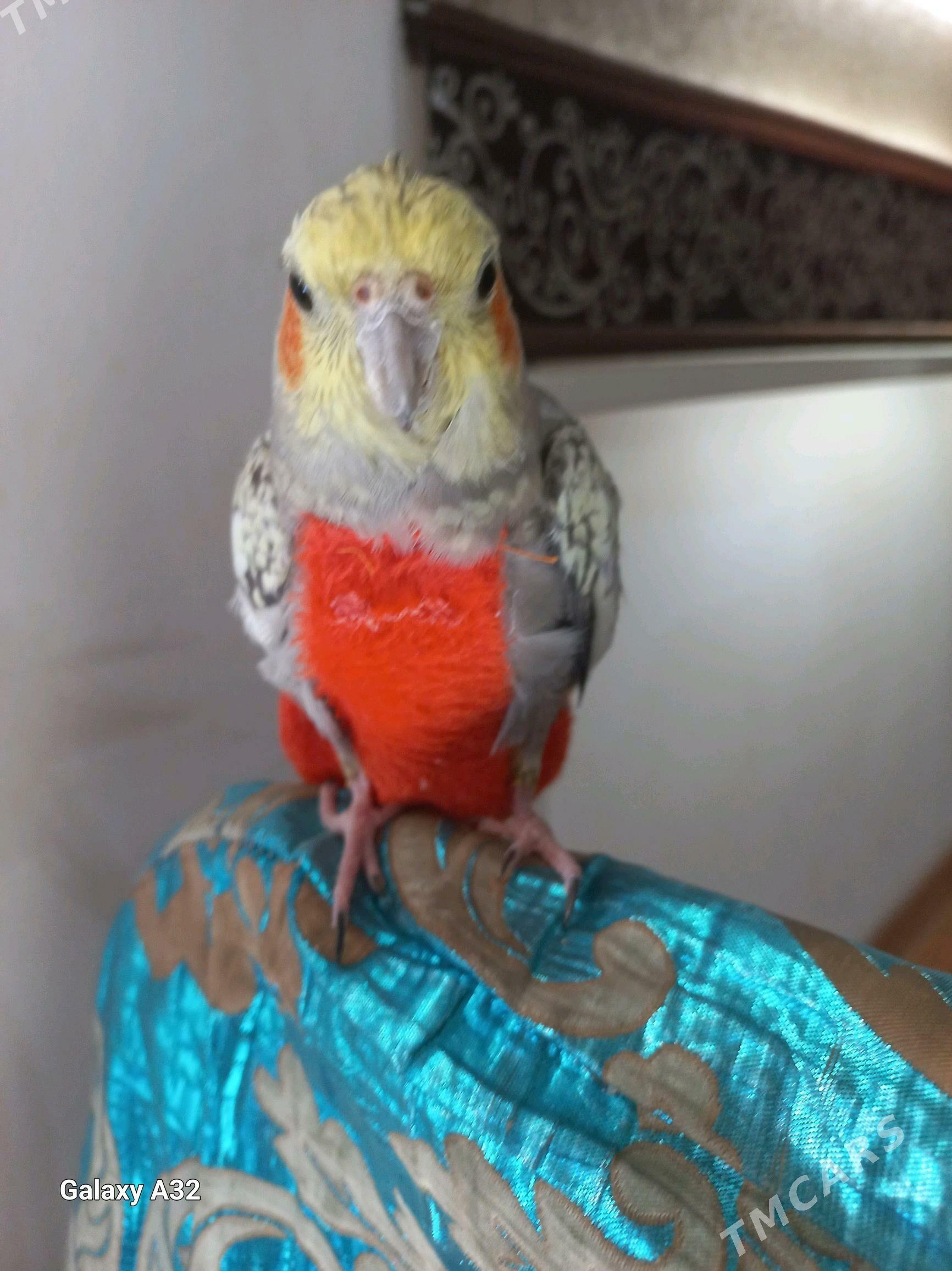 папугай маленький большие - Türkmenbaşy - img 2