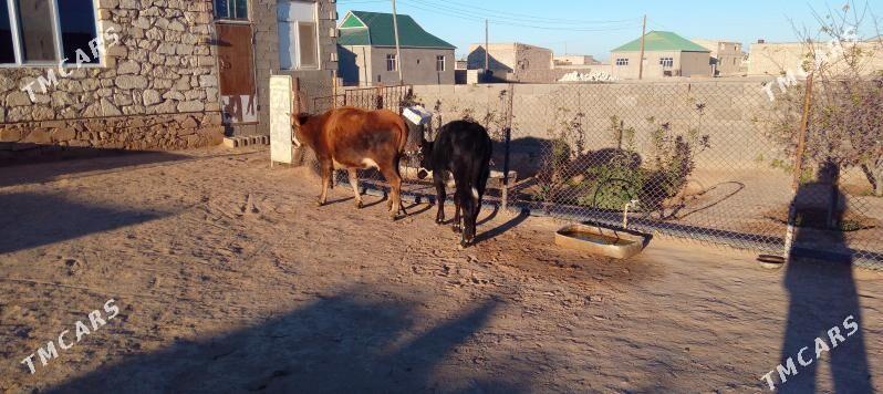 Göleli sygyr - Туркменбаши - img 3