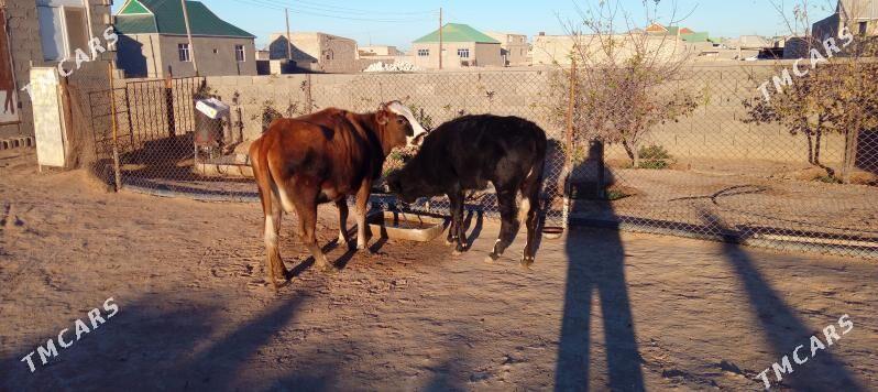 Göleli sygyr - Туркменбаши - img 4