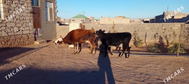 Göleli sygyr - Туркменбаши - img 2