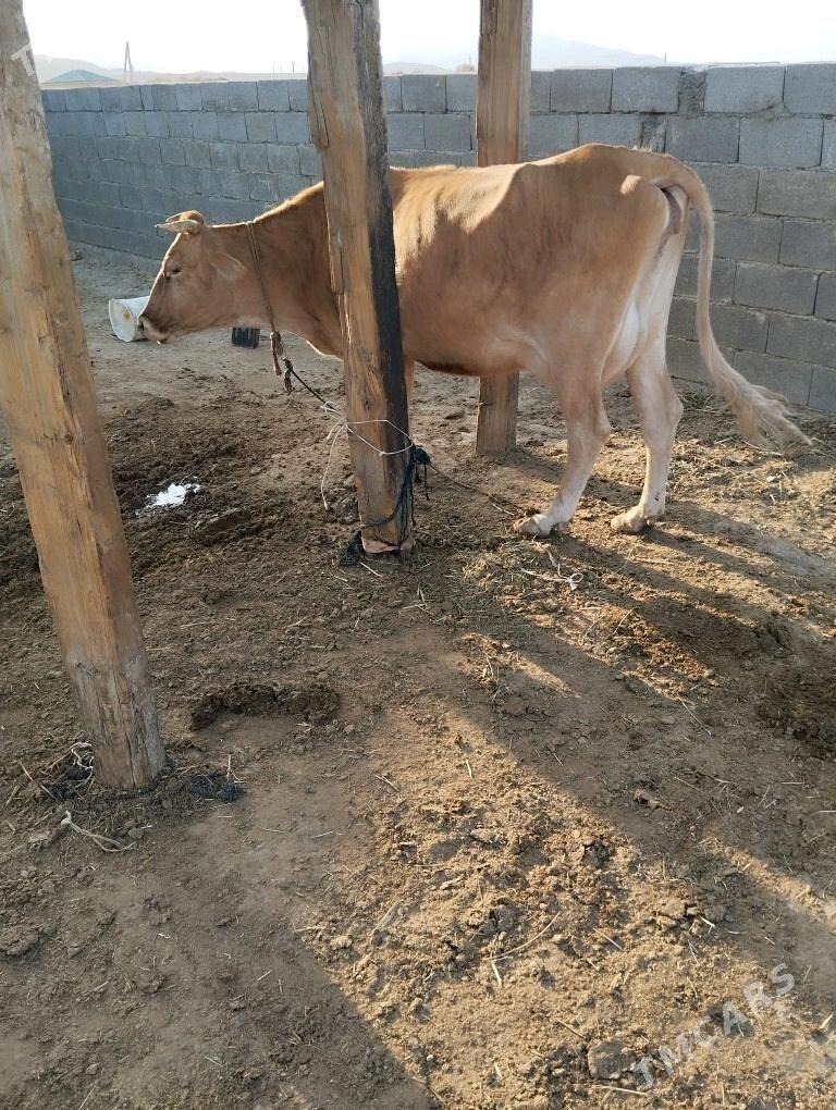 sagymlyk sygyr - Bäherden - img 1