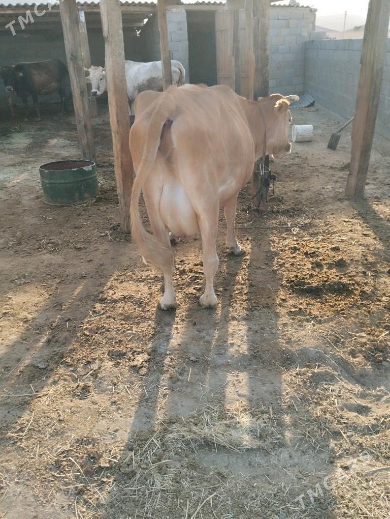 sagymlyk sygyr - Бахарден - img 3