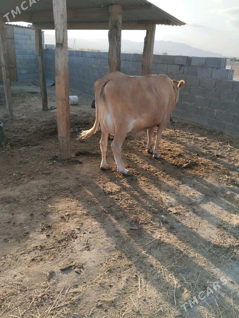 sagymlyk sygyr - Бахарден - img 2