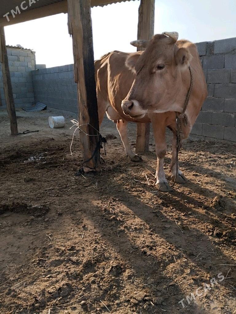 sagymlyk sygyr - Бахарден - img 4