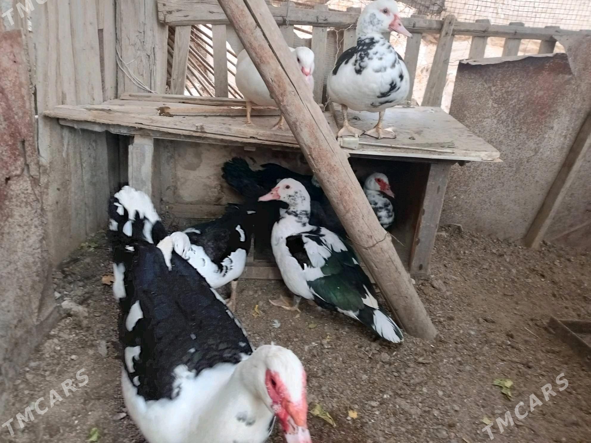 muskus - Türkmenabat - img 4