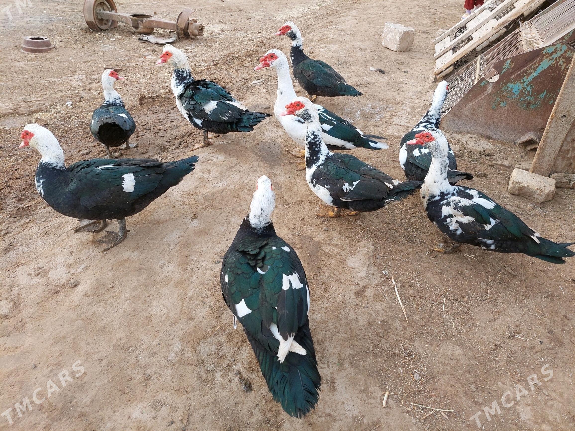 indawutga gaz ördek - Теджен - img 2