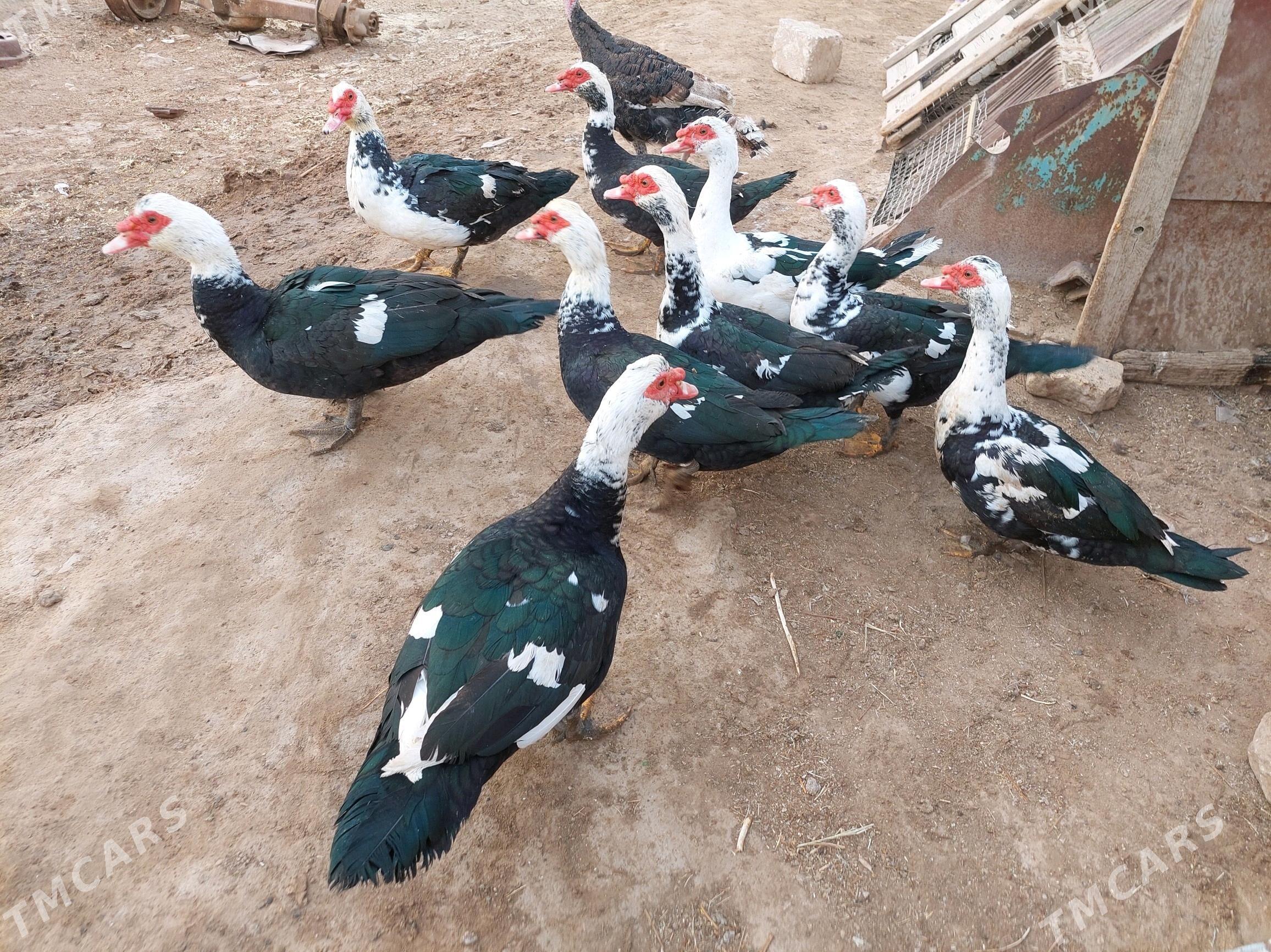 indawutga gaz ördek - Теджен - img 3