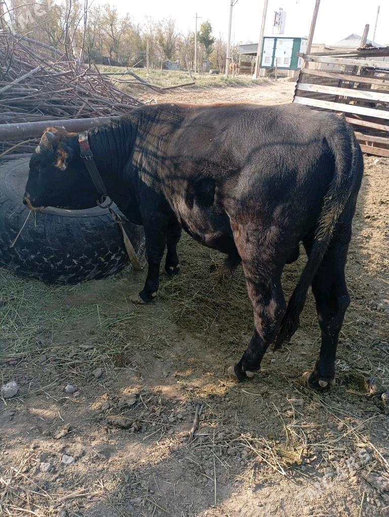 okuz - Сакарчага - img 4