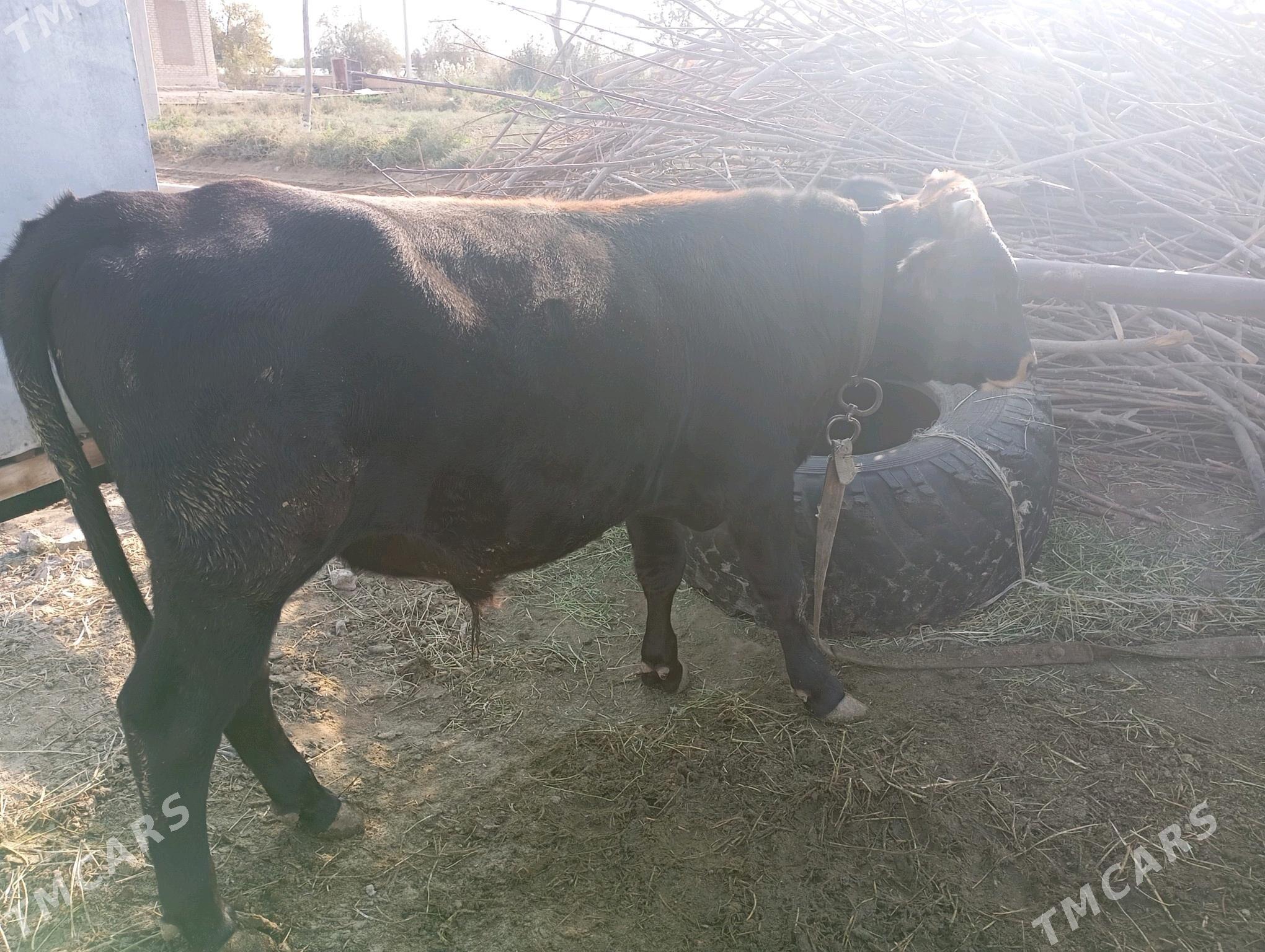 okuz - Сакарчага - img 3