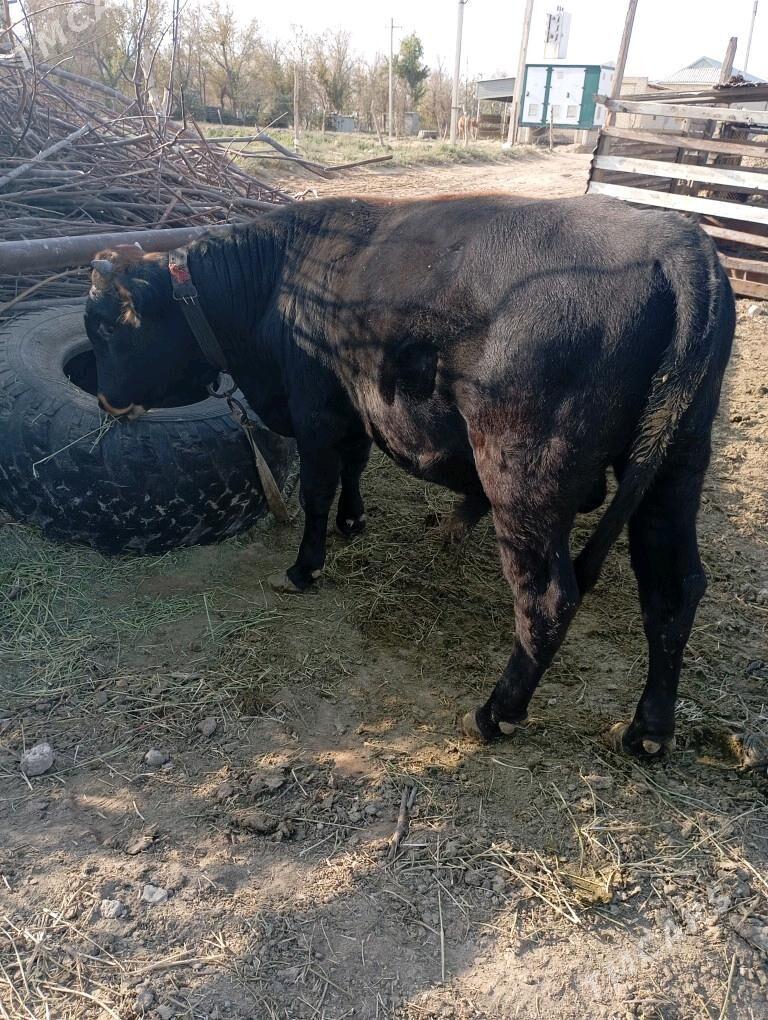 okuz - Сакарчага - img 2