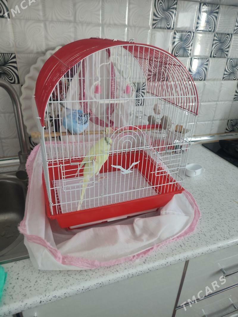 POPUGAY  2  SHTUK  SETKA  - Dosaaf - img 2