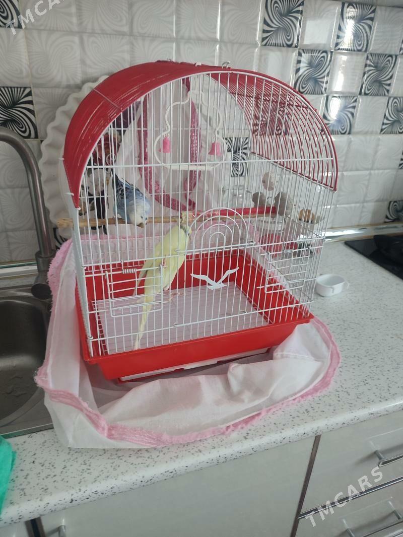 POPUGAY  2  SHTUK  SETKA  - Dosaaf - img 3