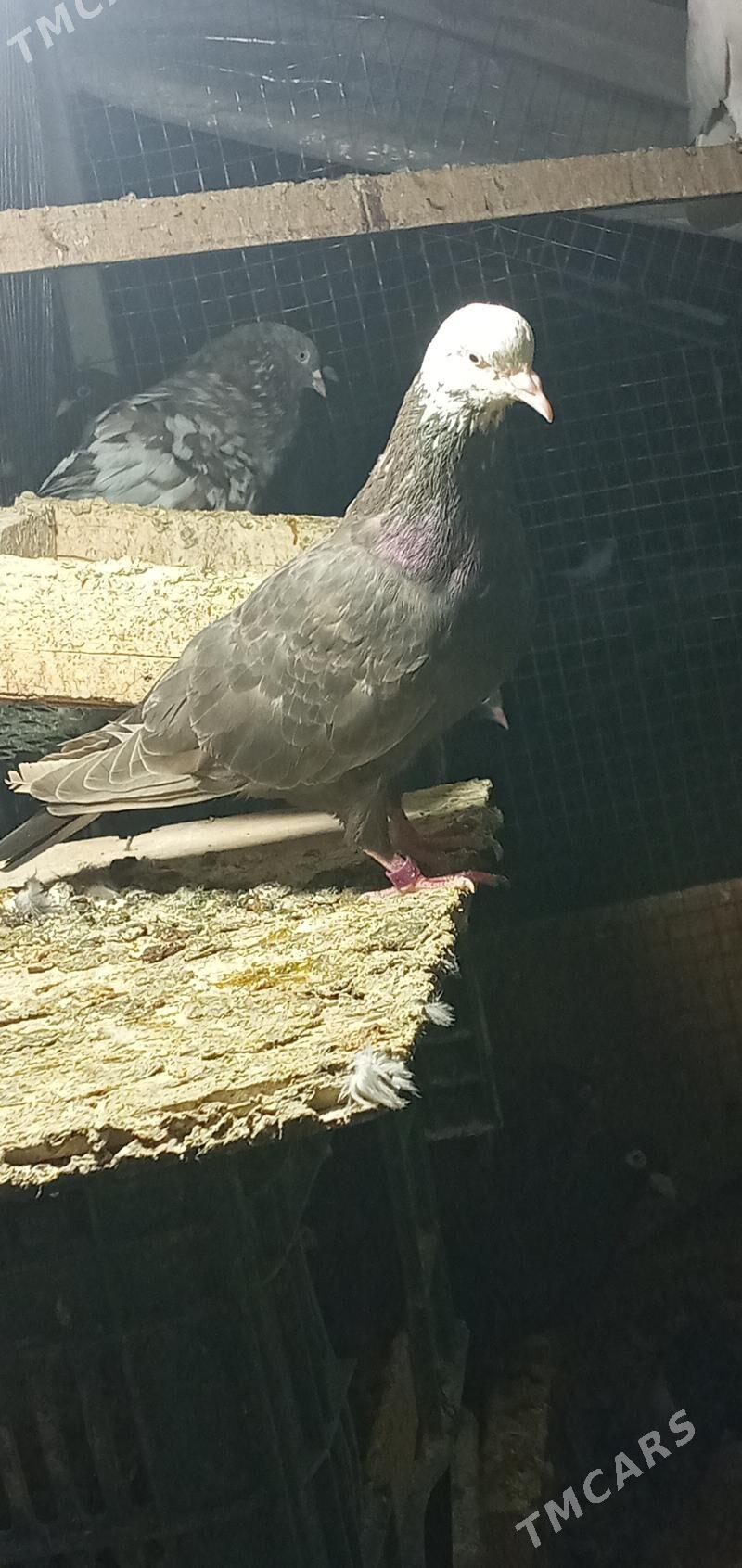 kepderi. - Кëши - img 4