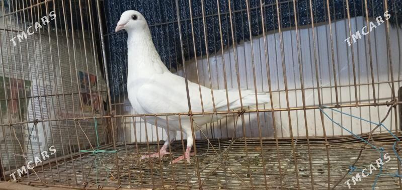 kepderi. - Кëши - img 2