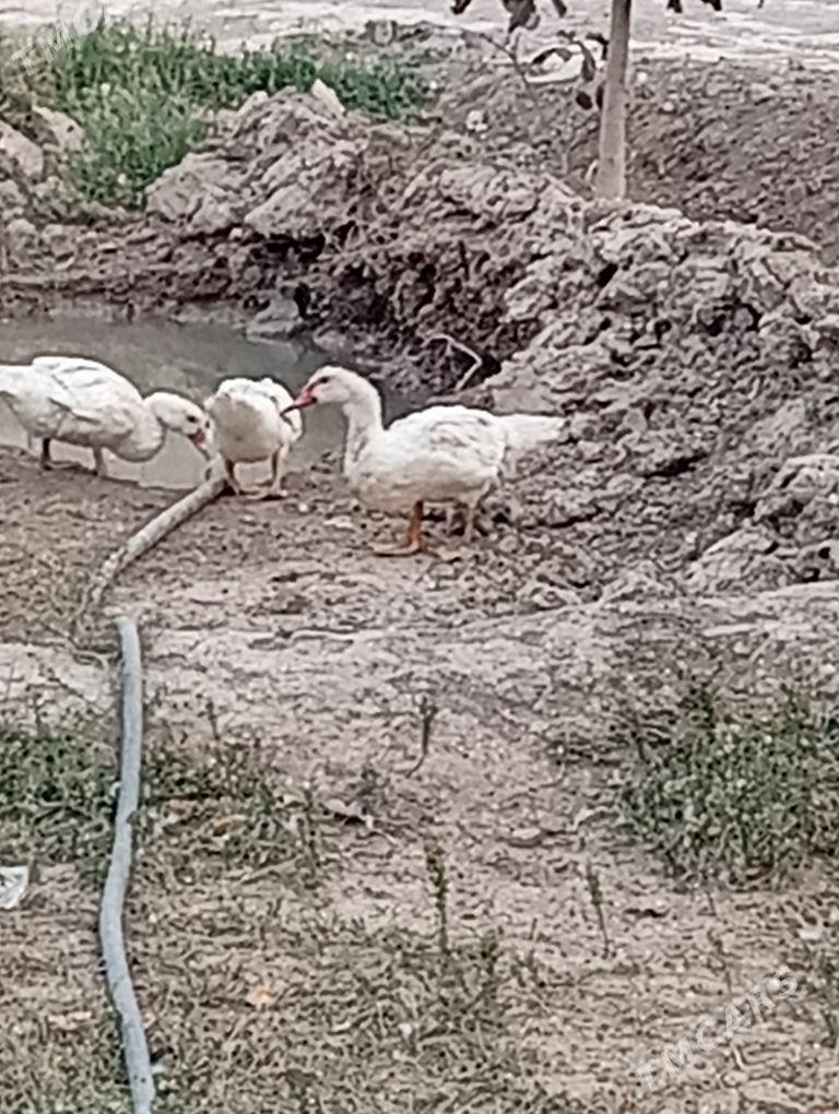 towuk ordek - Кака - img 5