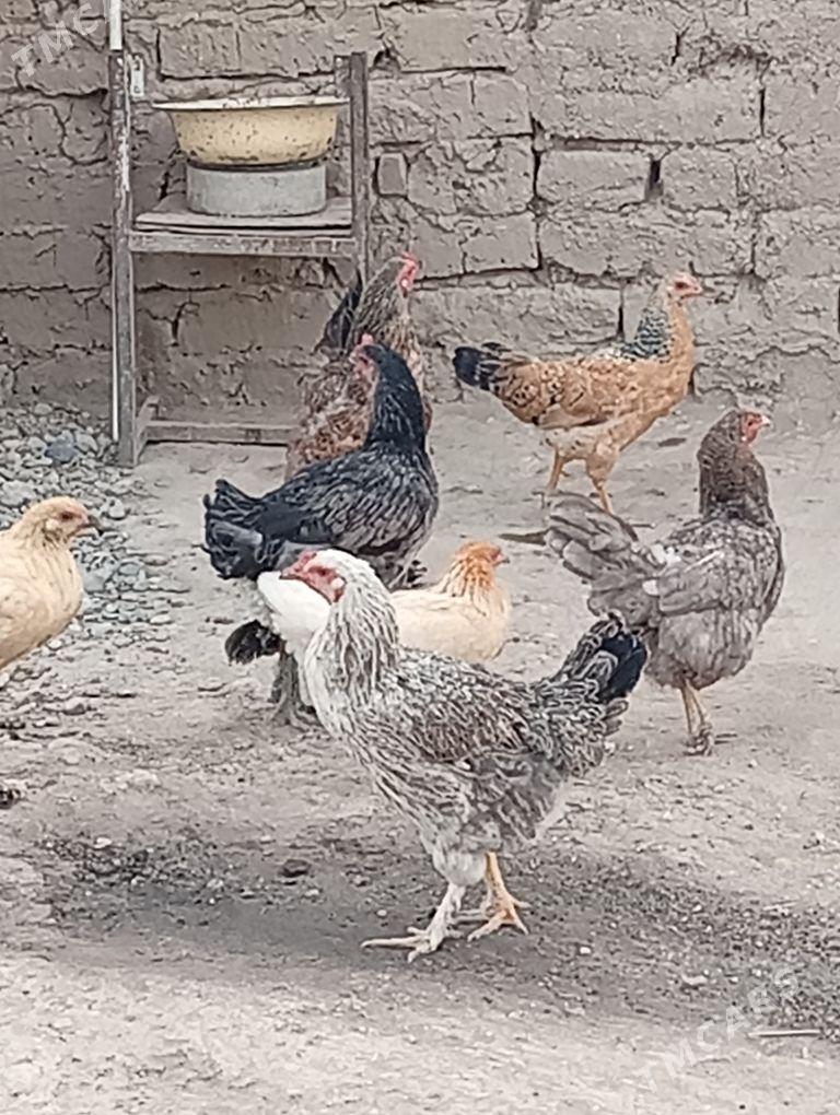 towuk ordek - Кака - img 1