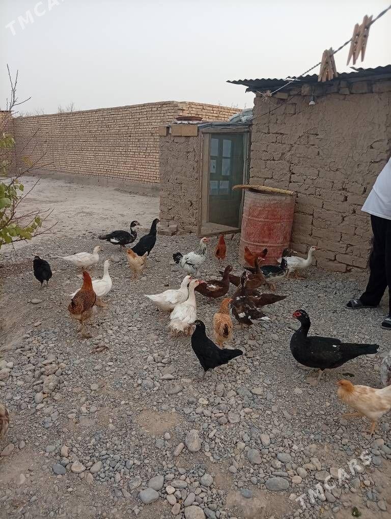 towuk ordek - Кака - img 3