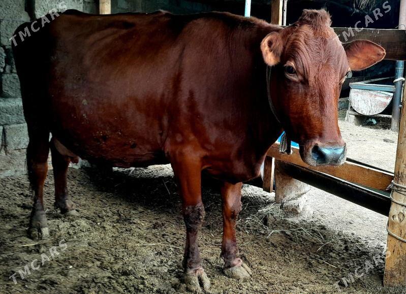 Agyr bogaz - Türkmenabat - img 2