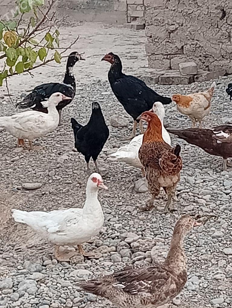 towuk ordek - Кака - img 2