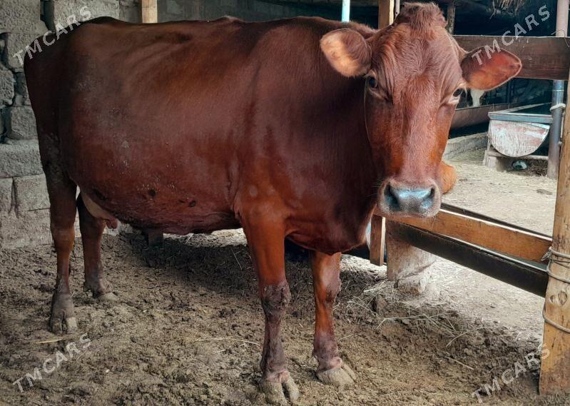 Agyr bogaz - Türkmenabat - img 1