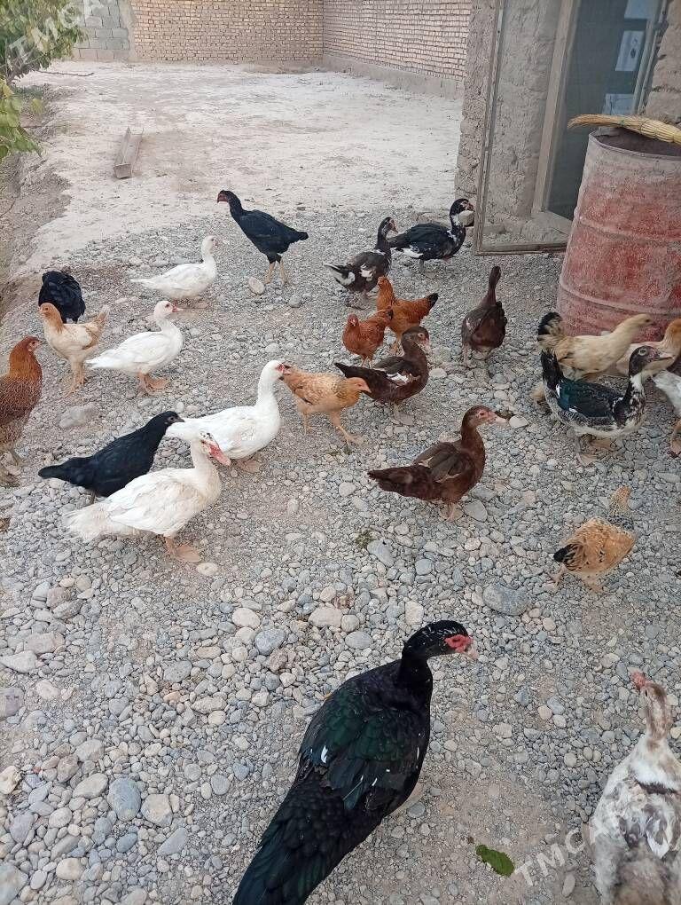 towuk ordek - Кака - img 4