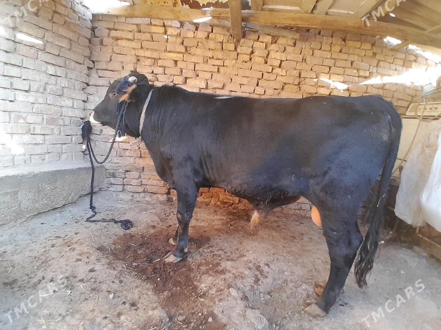 okuz - Tejen - img 1